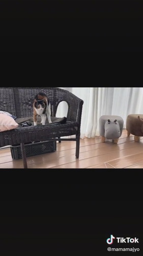 飼い主の言葉に反応する猫