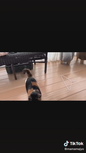 向かっていく猫たち