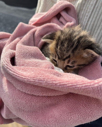 うとうとする猫たち