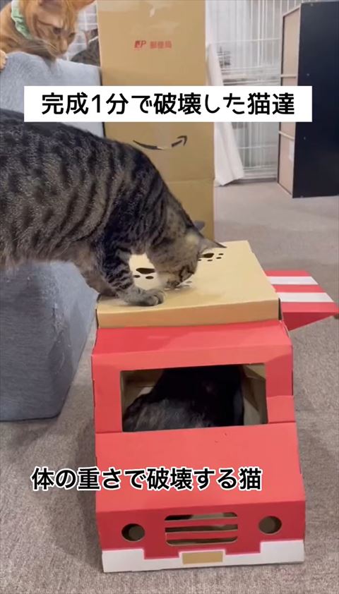 猫