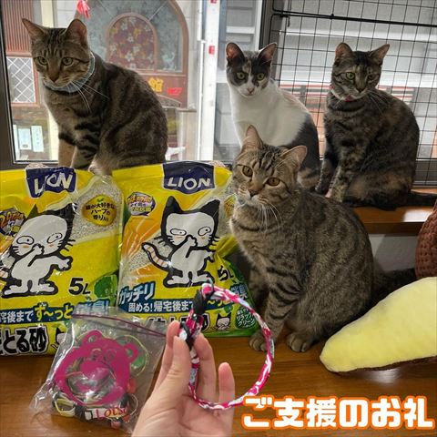 支援品と猫