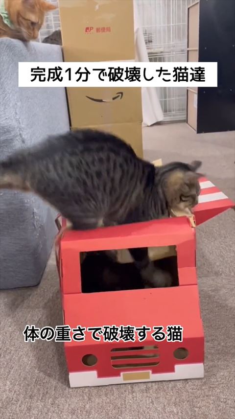 天井がつぶれるキャットハウス
