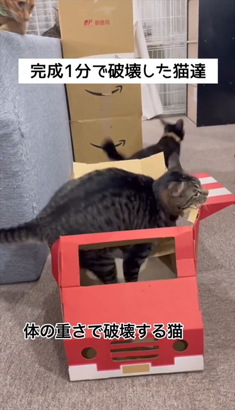 天井がつぶれたキャットハウス