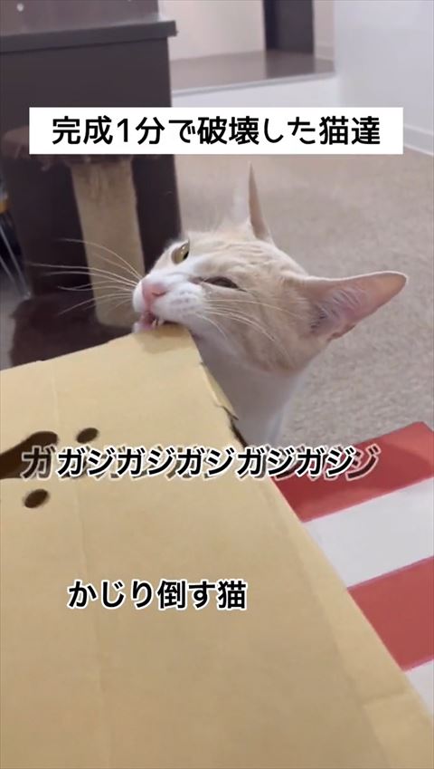 かじる猫