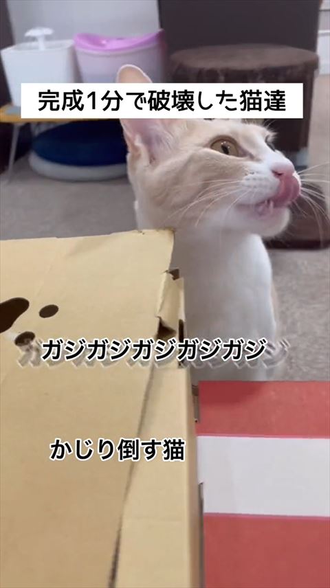 舌だしてる猫