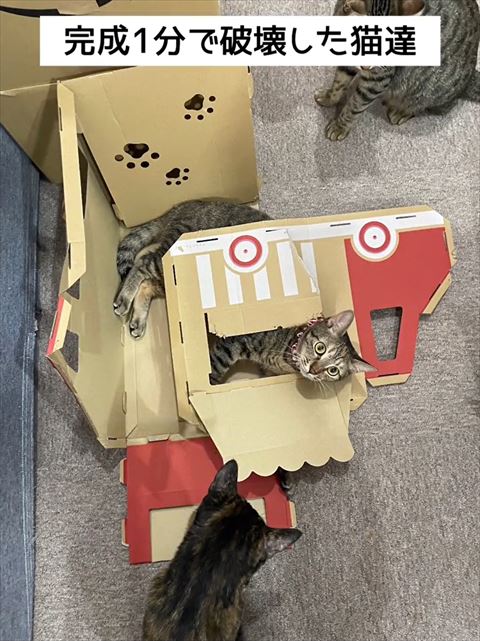 潰れたキャットハウスに猫3匹