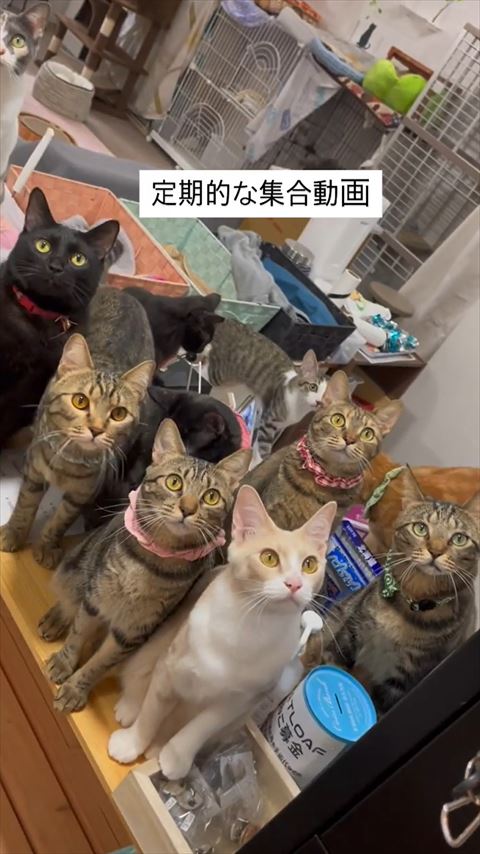 成猫集合