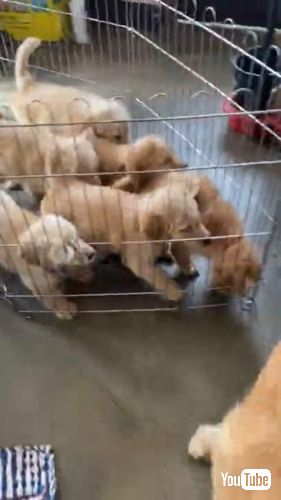 母犬を追いかける子犬たち