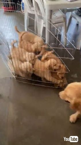 母犬を追いかける子犬たち