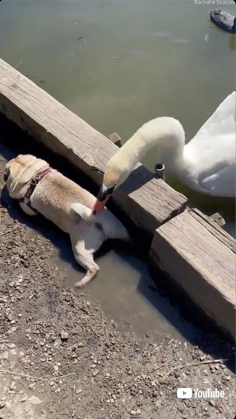 しっぽを突く白鳥