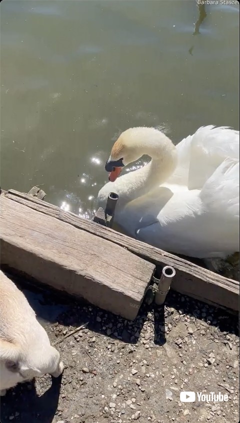 犬に近付く白鳥