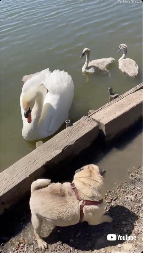 後ろを向く犬