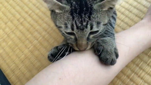 ちゅぱちゅぱ開始