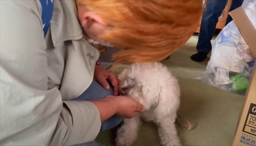 女性に寄るワンコ