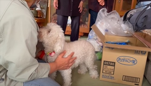 女性を見上げるワンコ