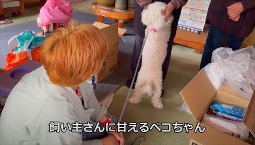 飼い主に甘えるワンコ