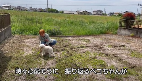 振り返るワンコ