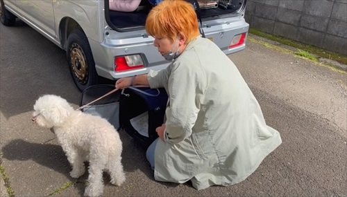 戻ろうとするワンコ