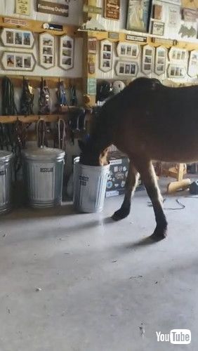 ふたを開ける馬