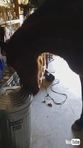 ふたを開ける馬