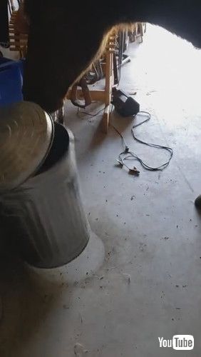 ふたを開ける馬