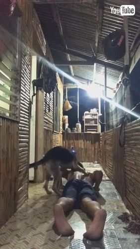 腕立て伏せの邪魔をする犬