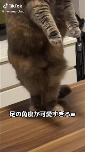 2足立ちのモナちゃん