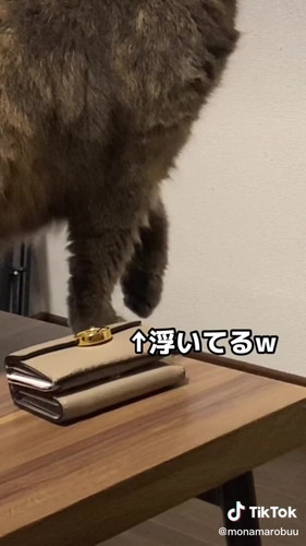前足を浮かせる猫