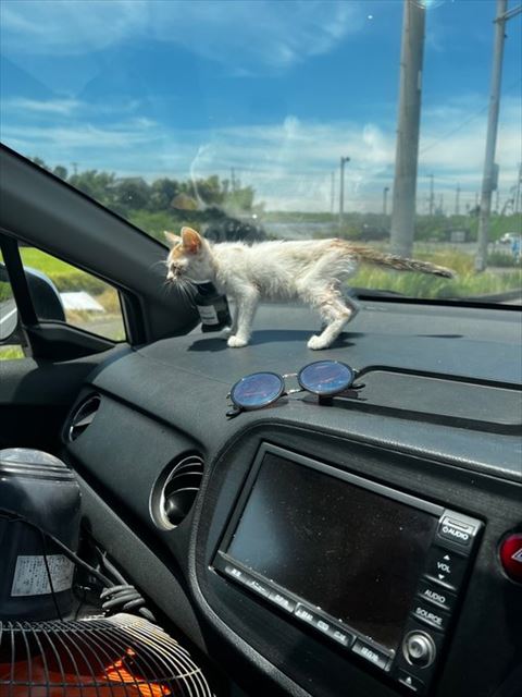 車内に立つ子猫横顔
