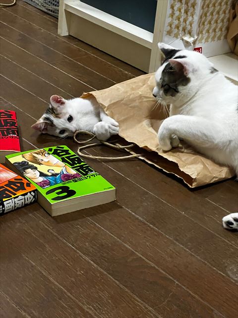 紙袋に入る子猫と先住猫