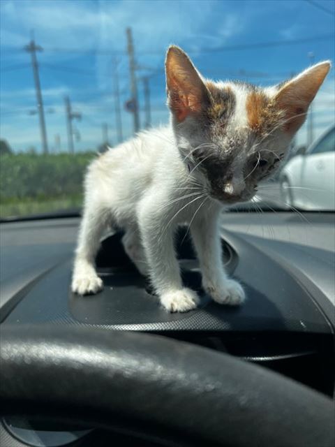 運転席の前にいる子猫