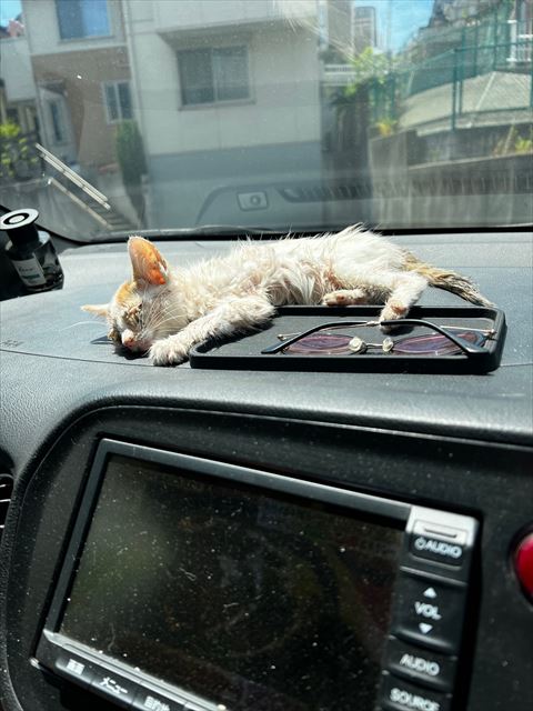 車内で横たわる子猫