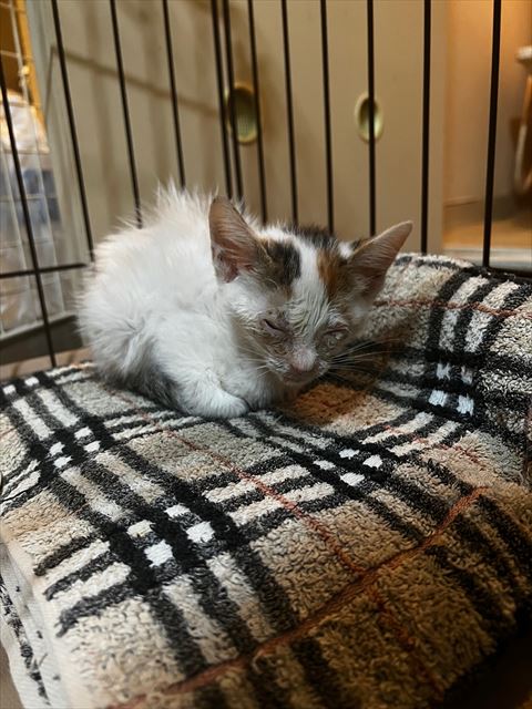 タオルの上で座る子猫