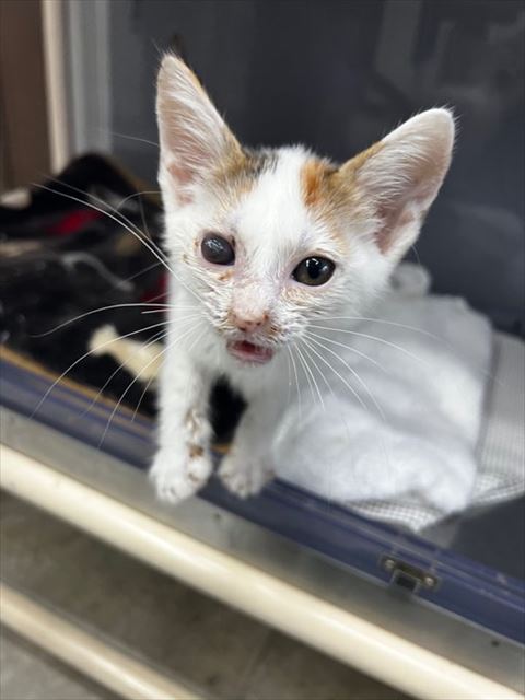 病院のケージから顔だす子猫