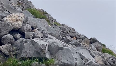 消えたライチョウ