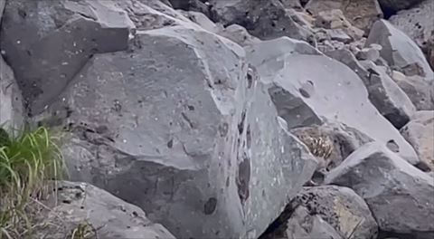 岩場からライチョウさん