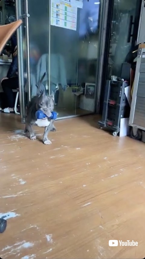 ダンベルをくわえたワンコ