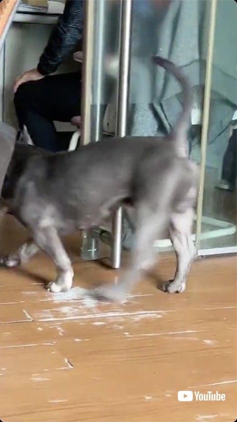 立ち去る犬