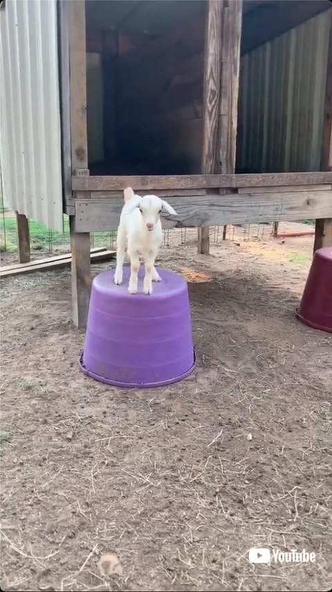 台の上に立つヤギ