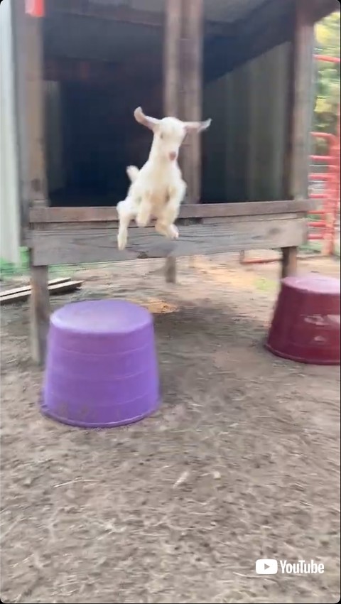 ジャンプするヤギ