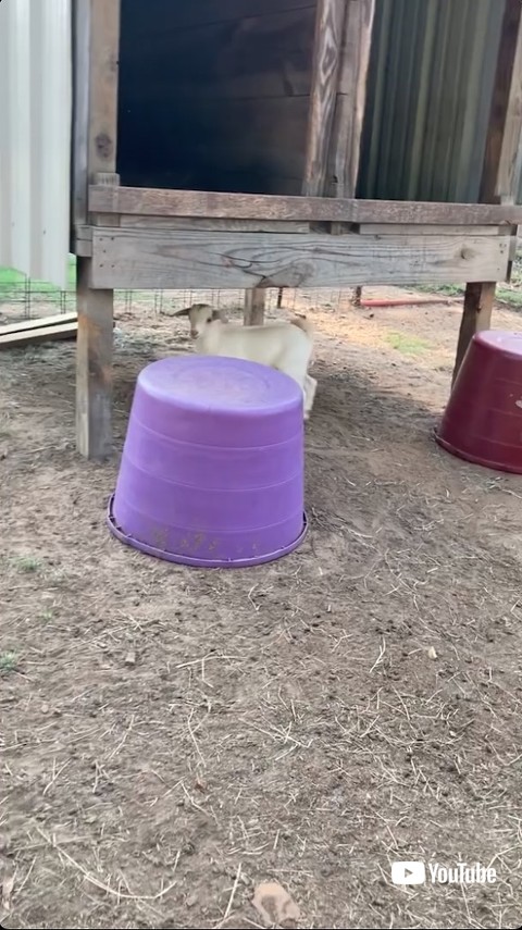 台の下にいるヤギ