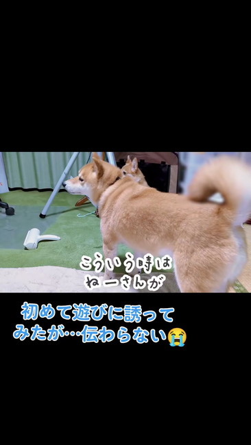 助けを求めるワンコ