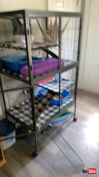 フェレットのケージに近づくカメラ