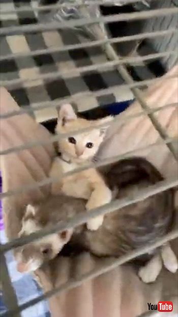 フェレットを抱きしめる子猫