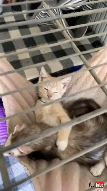 抱き合うフェレットと子猫