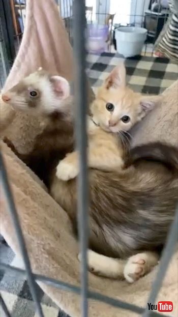 こちらを見る子猫とフェレット