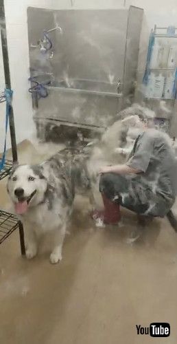 シェービングを受けるハスキー