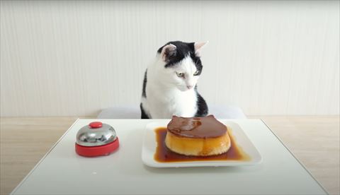 完成したプリンを見る猫