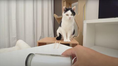 グラニュー糖を見守る猫