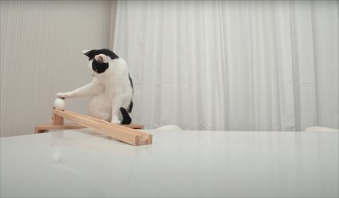 卵に手を添える猫